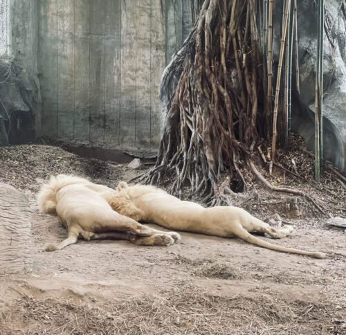 Кхао Кхео + Тигровый зоопарк в Паттайе