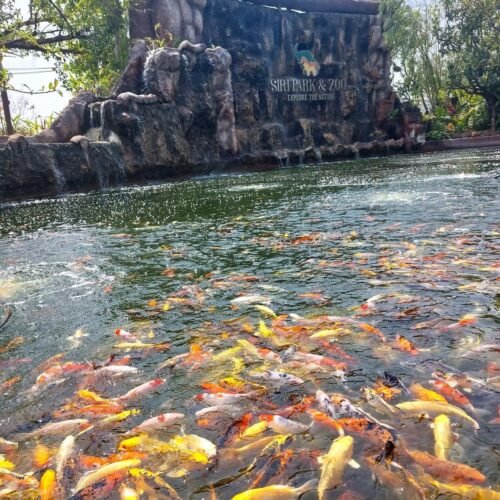 Кхао Кхео + Тигровый зоопарк в Паттайе
